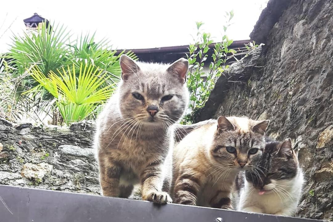 Appartement House Of Cats à Domaso Extérieur photo